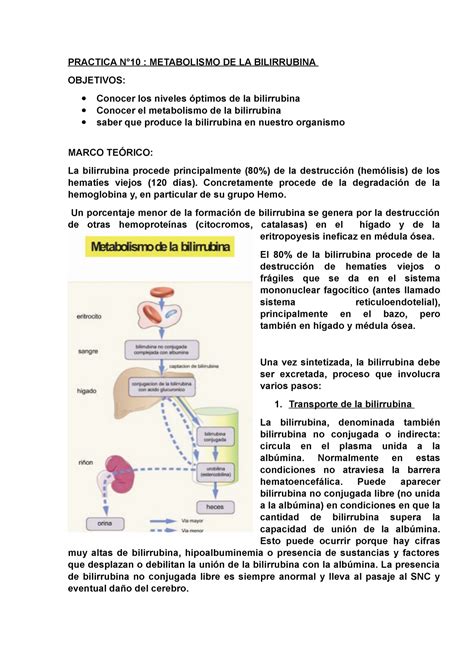 Metabolismo De La Bilirrubina Informe Practica N Metabolismo