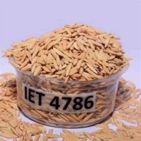 Dried Brown IET 4786 Paddy Seeds For Agriculture Packaging Type