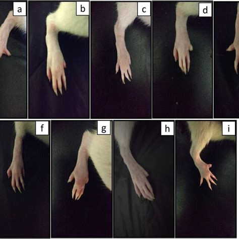 Macroscopic Evaluation Of Right Hind Paw Cfainduced Arthritic Rats A