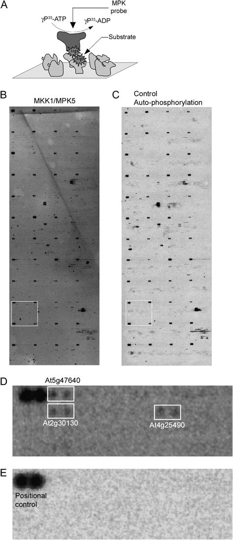 MAPK Target Networks In Arabidopsis Thaliana Revealed Using Functional