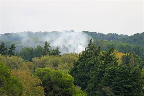 Forest Fire Smoke Rising Out of Trees Stock Photo - Image of ...