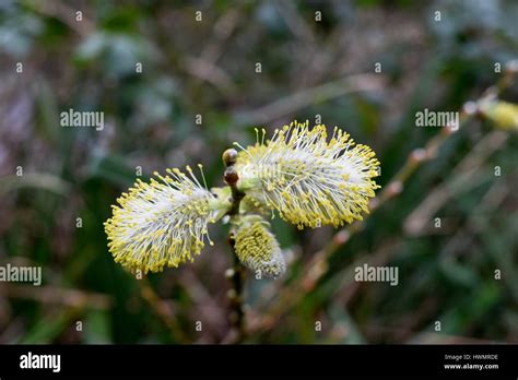 Closeup Of A Group Of Male Catkins Of Pussy Willow Salix Caprea Showing Bright Yellow Anthers