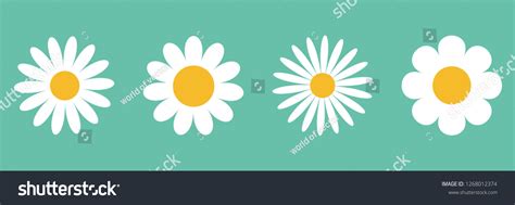 Camomile Icon Set White Daisy Chamomile 库存插图 1268012374 Shutterstock