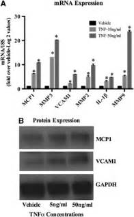 Tumor necrosis factor alpha TNF α induced messenger mRNA and