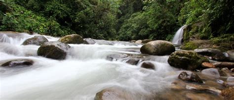 Choc Andino De Pichincha Reserva De Bi Sfera Ecuador