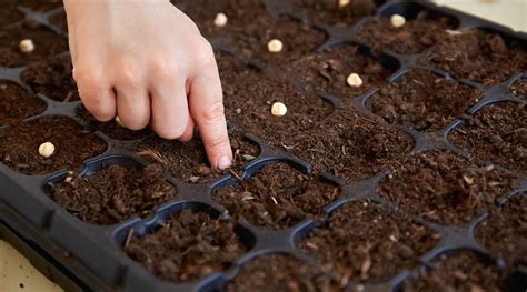 How Many Seeds to Plant in a Pot - Gardener Corner