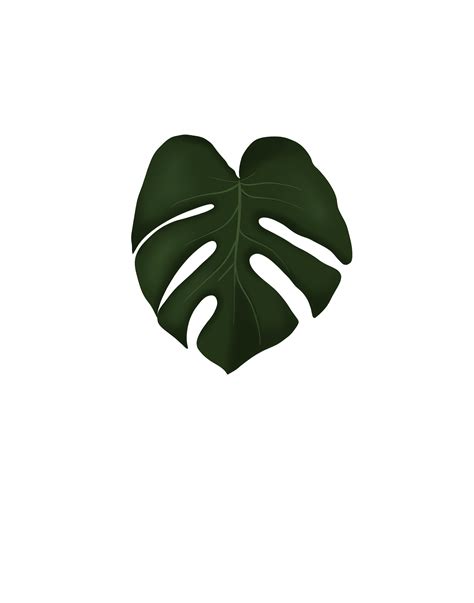 Monstera Leaf Png Drawing 61 Transparent Png Illustrations And Cipart