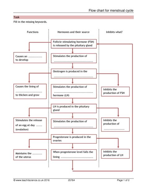 Menstrual Cycle Worksheetks4 Biologyteachit