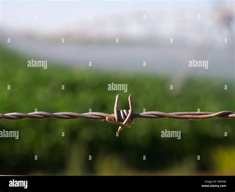 Barbed Wiring Hi Res Stock Photography And Images Alamy