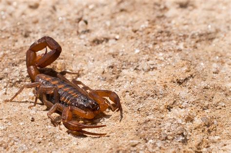 Bark Scorpion Catseye Pest Control