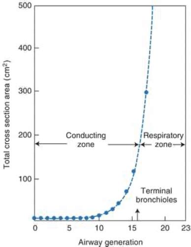 Ventilation Flashcards Quizlet