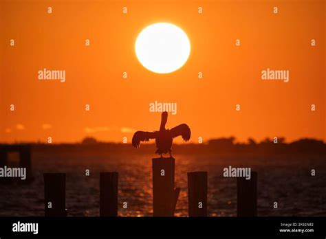 Silhuette Of Lonely Pelican Bird With Spread Wings On Top Wooden Fence