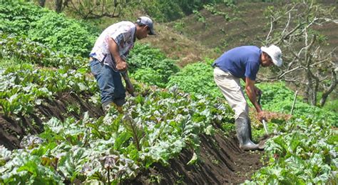 Gobierno Ayudar A Agricultores De Cundinamarca Periodismo P Blico