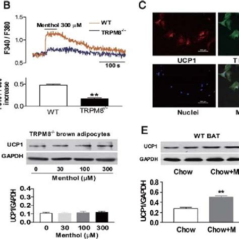 Pdf Activation Of The Cold Sensing Trpm Channel Triggers Ucp