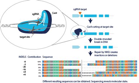 Comparing Two CRISPR/Cas9 Gene Knockout Methods | ZeClinics CRO