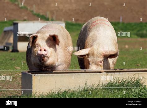 Two Pigs Drinking At A Water Trough Stock Photo Alamy