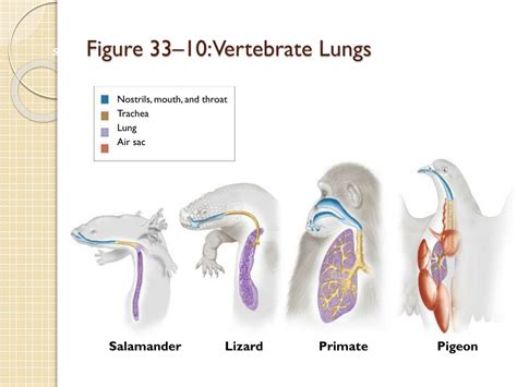 comparative anatomy animal body systems respiratory system