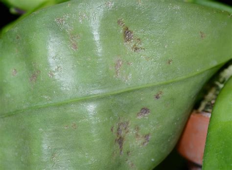 Leaf Problems Orchid Board Most Complete Orchid Forum On The Web