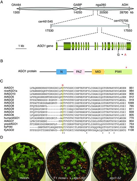 Cloning Of The Moss Mutation A Positional Cloning Of The Moss