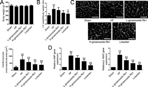 Figure From Ginsenoside Rb Improves Cardiac Function And Remodeling