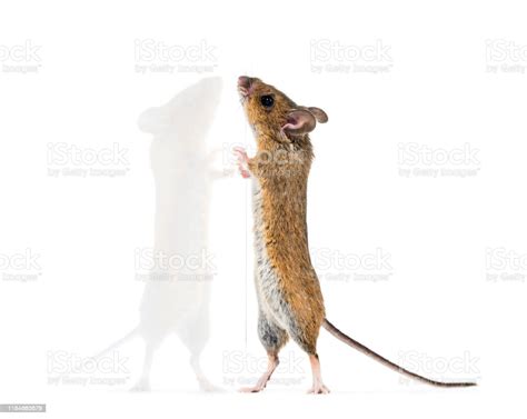 Eurasian Mouse Apodemus Species On Hind Legs In Front Of White