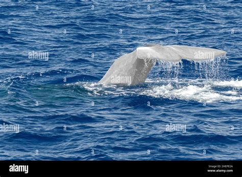 Tail of a White albino Sperm Whale at sunset close up while diving ...