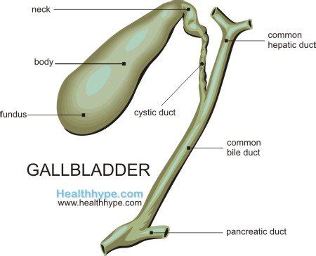 Gallbladder Location, Anatomy, Parts, Function, Pictures | Healthhype.com