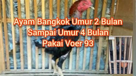 Anak Ayam Bangkok Usia 2 3 Bulan Makannya Full Voer 93 Youtube