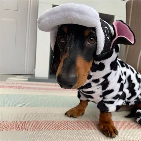 Dachshund Costumes for Halloween or Everyday Photoshoot