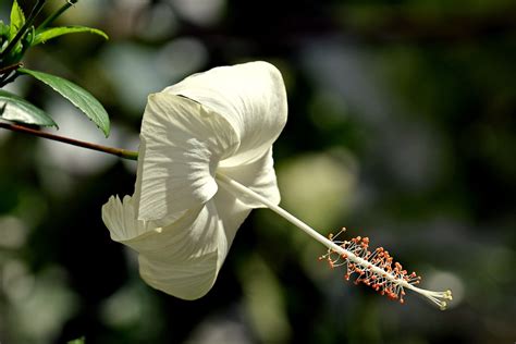 Bunga Kembang Sepatu Flora Foto Gratis Di Pixabay Pixabay