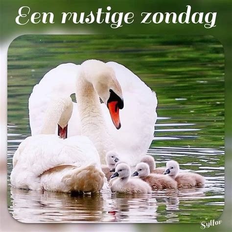 Pin Van Annelies Monsma Bruggers Op Goedemorgen Zondag Goedemorgen