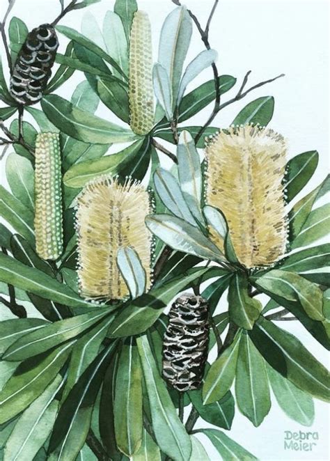 Golden Banksia Australian Native Watercolour Art Print By Debra Meier ...