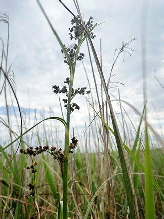 Moore Boddenlandschaft