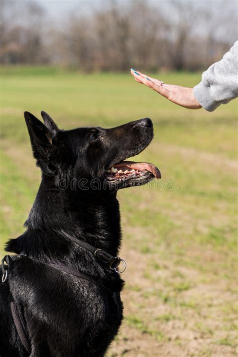 Black German Shepherd Training Stock Photo - Image of sitting ...