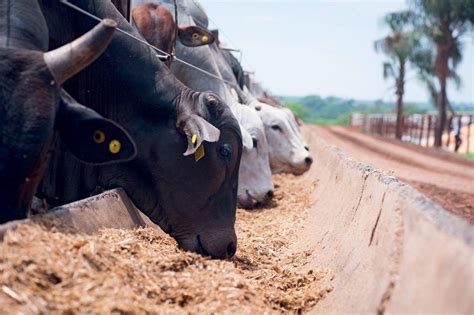 El Manejo De Pasturas Y Los Cambios En La Alimentación Pueden Hacer Más Sostenible La Ganadería