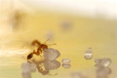 20 Types De Fourmis Espèces Caractéristiques Et Photos