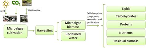 Outdoor Microalgae‐based Urban Wastewater Treatment Recent Advances