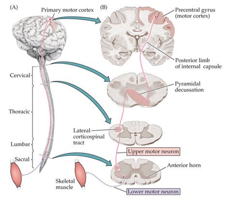 Module 4 Neural Control Of Swallowing Flashcards Quizlet