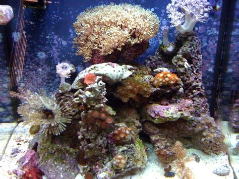 Biocube 14 FTS At 13 Months Tank Shots Nano Reef Community