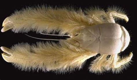 Yeti Crab L Remarkable Arthropod Our Breathing Planet