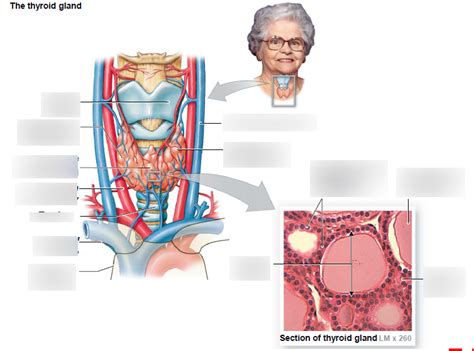 Thyroid Gland Diagram Quizlet