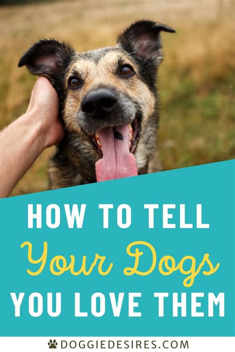 How To Tell Your Dog You Love Them In Their Own Language Dog