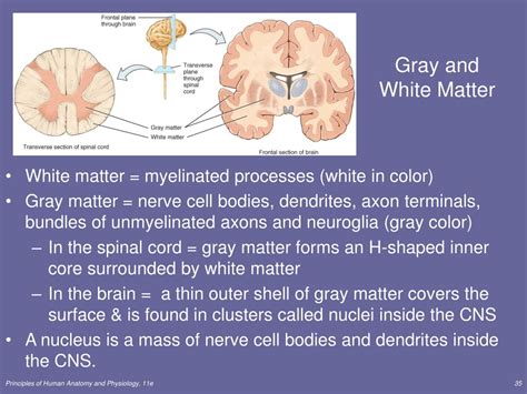 Inside white matter spinal cord tissue researchers found signals 15