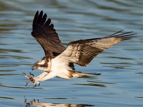 Osprey Ebird