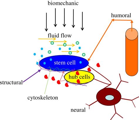 Biomimetic Three Dimensional Microenvironment For Controlling Stem Cell