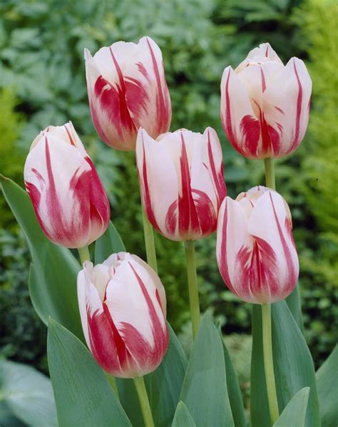 Tulipa X Cultorum Sorbet Frikarti Stauden AG