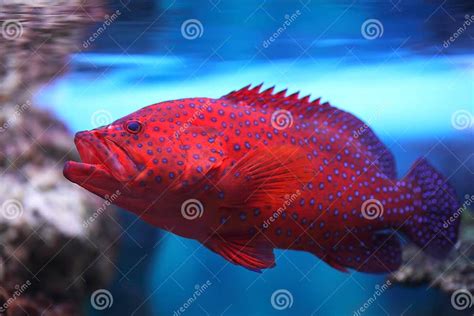 Aquarium Fish Cephalopholis Miniata Stock Image Image Of Horizontal