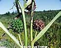 Wetland Plants Of Wisconsin Sparganium Eurycarpum Giant Bur Reed