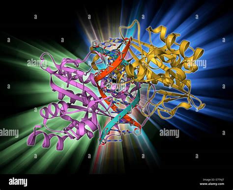 EcoRV restriction enzyme. Molecular model of the type II restriction enzyme EcoRV (pink and ...