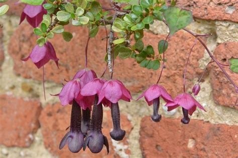 Rhodochiton Uzgoj Iz Sjemena Ku Na Njega Fotografija